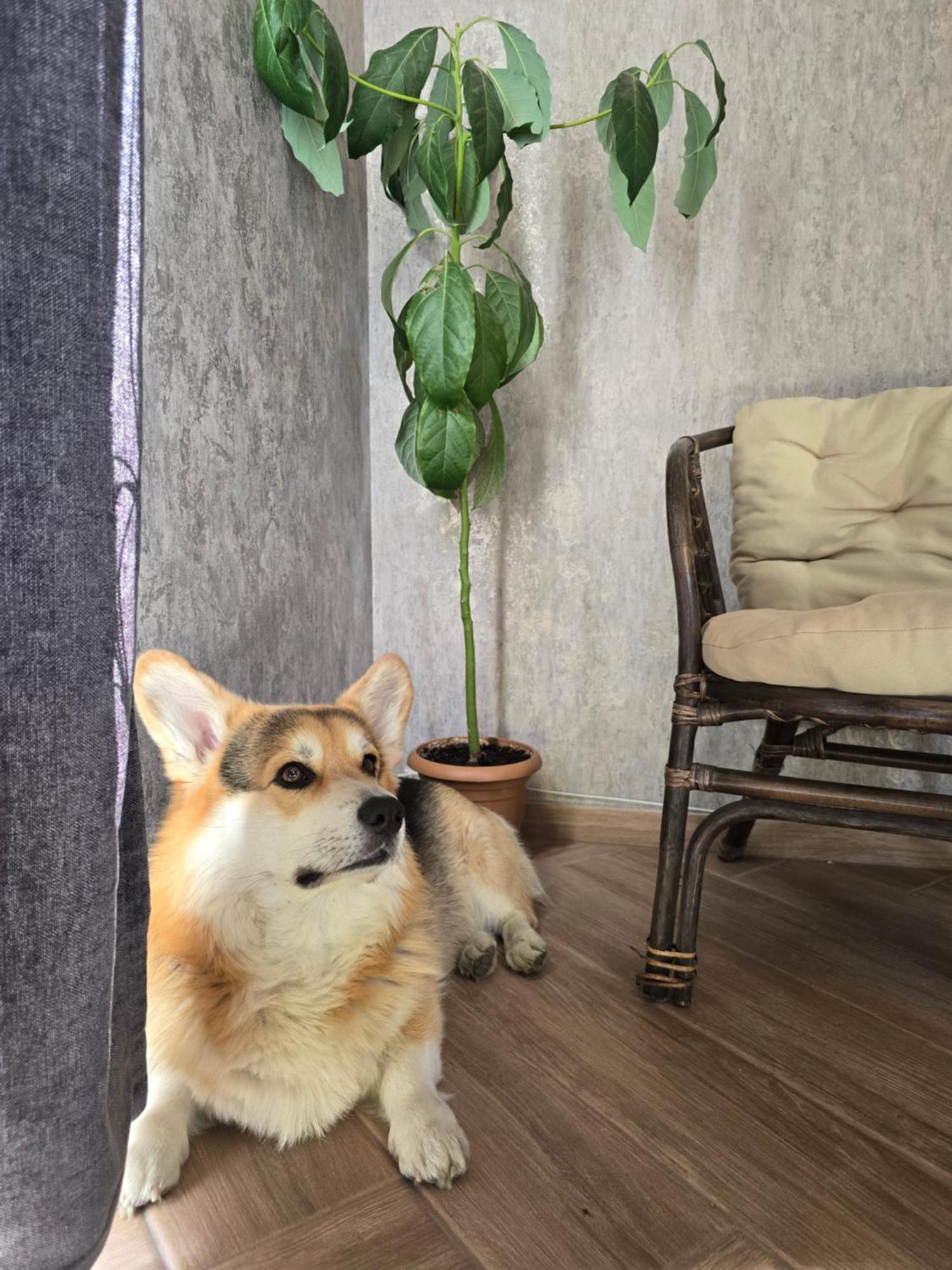 Kazbegi Folk Apartment Ngoại thất bức ảnh
